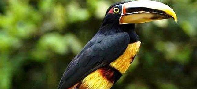 L'Equateur, un paradis ornithologique pour l'observation des oiseaux -  Equateur Info - Le Media Francophone sur l'Equateur